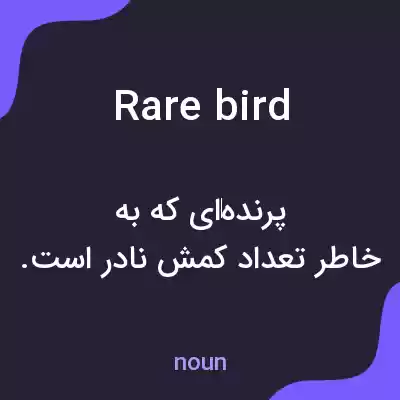 معنی rare bird به فارسی معنی rare bird به فارسی