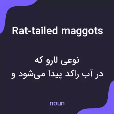 معنی rat-tailed maggots به فارسی معنی rat-tailed maggots به فارسی