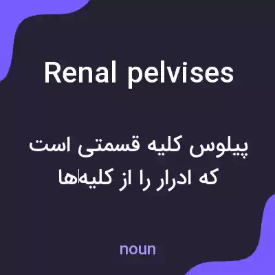 معنی renal pelvises به فارسی