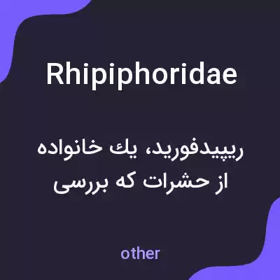 معنی rhipiphoridae به فارسی