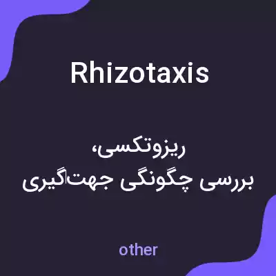 معنی rhizotaxis به فارسی معنی rhizotaxis به فارسی