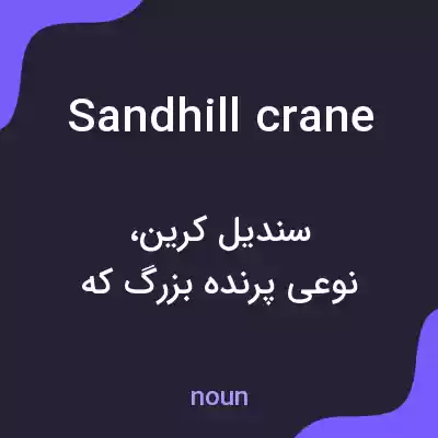 معنی sandhill crane به فارسی