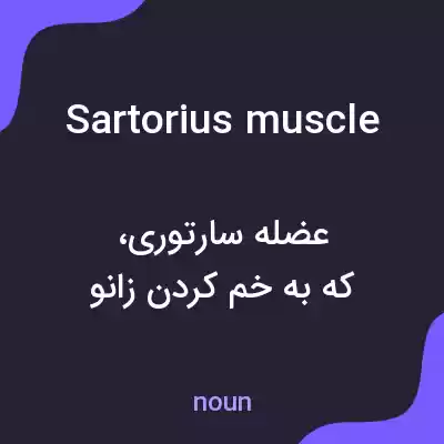 معنی sartorius muscle به فارسی