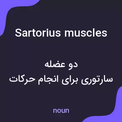 معنی sartorius muscles به فارسی معنی sartorius muscles به فارسی