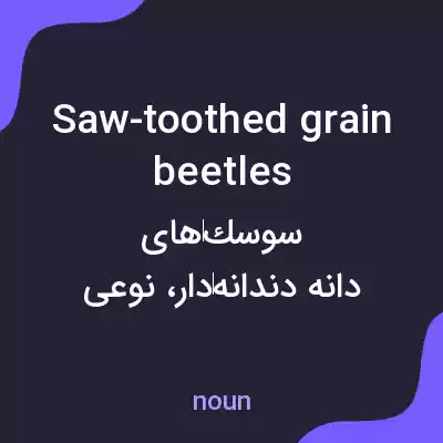 معنی saw-toothed grain beetles به فارسی