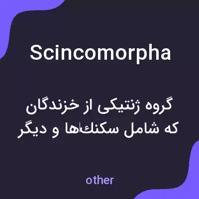 معنی scincomorpha به فارسی معنی scincomorpha به فارسی