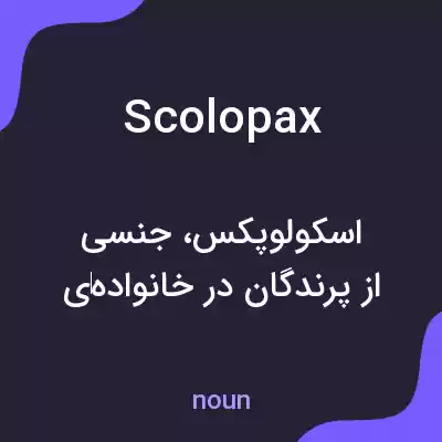 معنی scolopax به فارسی معنی scolopax به فارسی