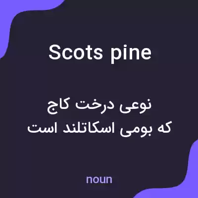 معنی scots pine به فارسی معنی scots pine به فارسی