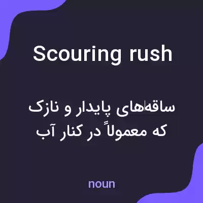 معنی scouring rush به فارسی معنی scouring rush به فارسی