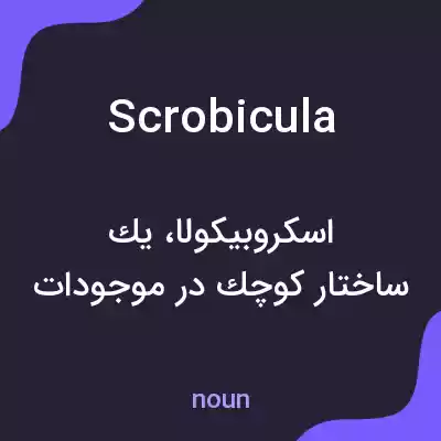 معنی scrobicula به فارسی