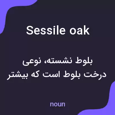 معنی sessile oak به فارسی