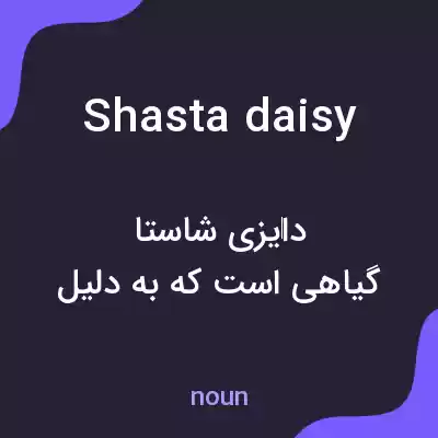 معنی shasta daisy به فارسی