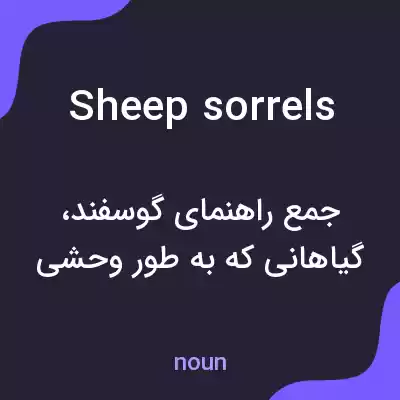 معنی sheep sorrels به فارسی