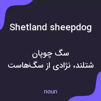 معنی shetland sheepdog به فارسی معنی shetland sheepdog به فارسی
