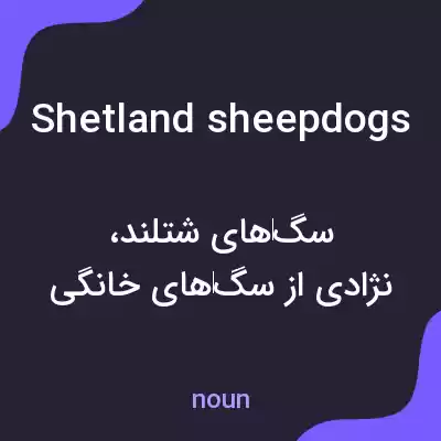 معنی shetland sheepdogs به فارسی