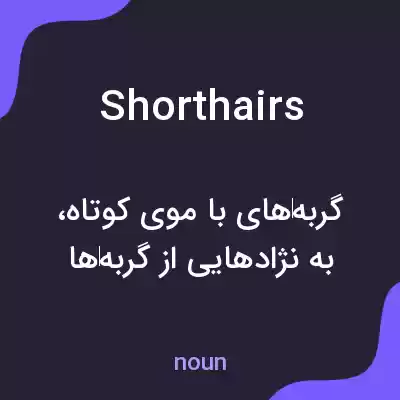 معنی shorthairs به فارسی معنی shorthairs به فارسی