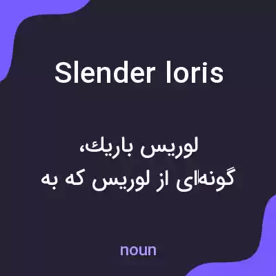 معنی slender loris به فارسی