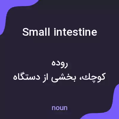 معنی small intestine به فارسی معنی small intestine به فارسی
