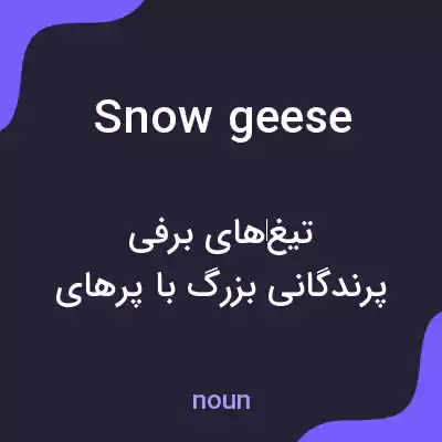 معنی snow geese به فارسی معنی snow geese به فارسی