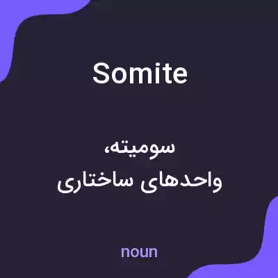 معنی somite به فارسی معنی somite به فارسی