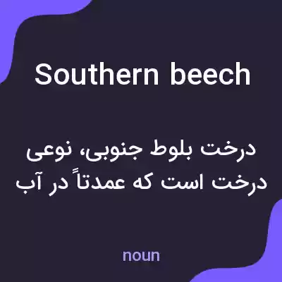 معنی southern beech به فارسی معنی southern beech به فارسی