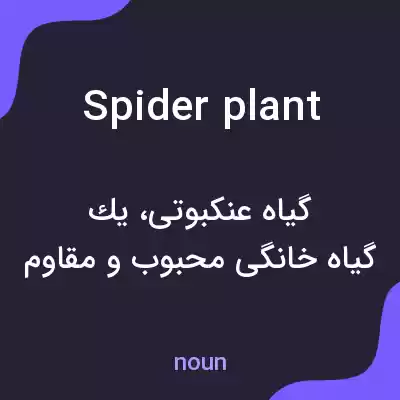 معنی spider plant به فارسی