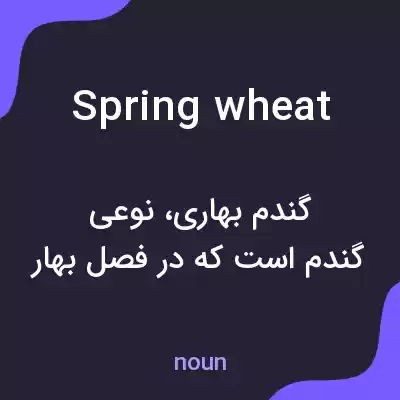 معنی spring wheat به فارسی معنی spring wheat به فارسی