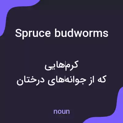 معنی spruce budworms به فارسی