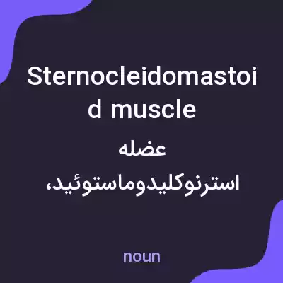 معنی sternocleidomastoid muscle به فارسی