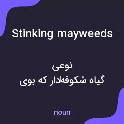 معنی stinking mayweeds به فارسی معنی stinking mayweeds به فارسی