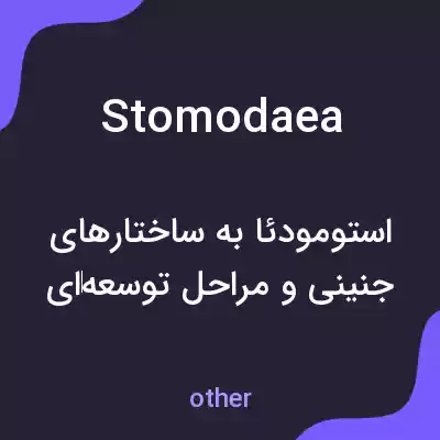 معنی stomodaea به فارسی
