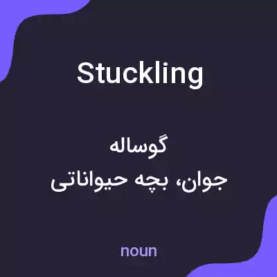معنی stuckling به فارسی