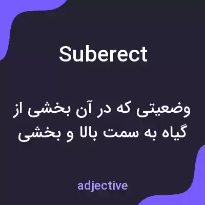 معنی suberect به فارسی