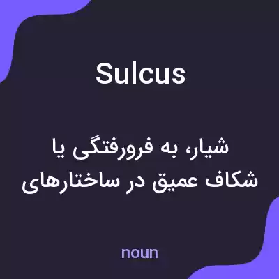 معنی sulcus به فارسی معنی sulcus به فارسی