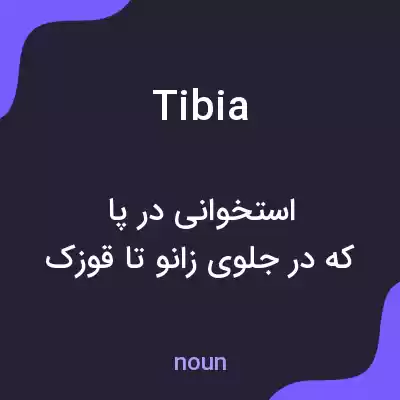 معنی tibia به فارسی معنی tibia به فارسی