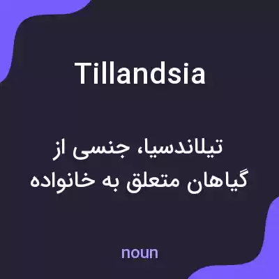 معنی tillandsia به فارسی معنی tillandsia به فارسی
