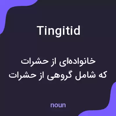 معنی tingitid به فارسی
