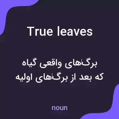 معنی true leaves به فارسی معنی true leaves به فارسی