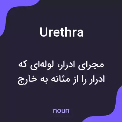 معنی urethra به فارسی معنی urethra به فارسی