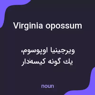 معنی virginia opossum به فارسی