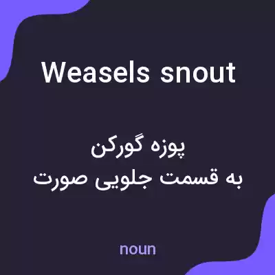 معنی weasels snout به فارسی معنی weasels snout به فارسی