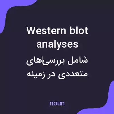 معنی western blot analyses به فارسی