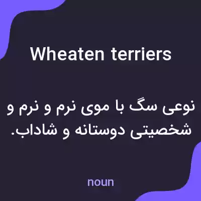 معنی wheaten terriers به فارسی معنی wheaten terriers به فارسی