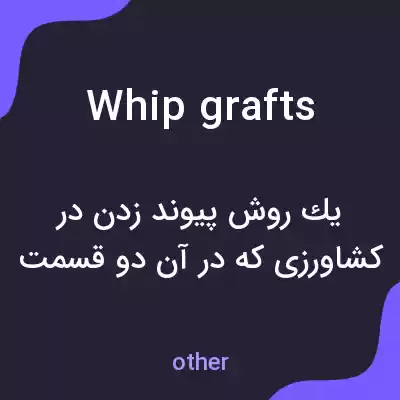 معنی whip grafts به فارسی