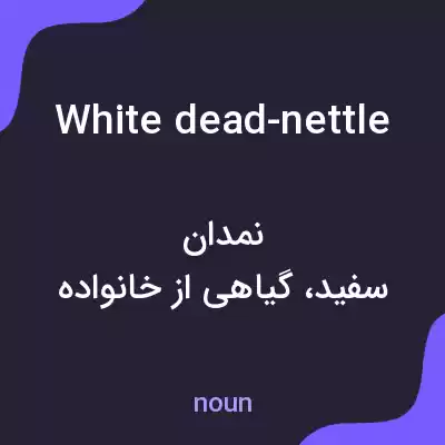 معنی white dead-nettle به فارسی معنی white dead-nettle به فارسی