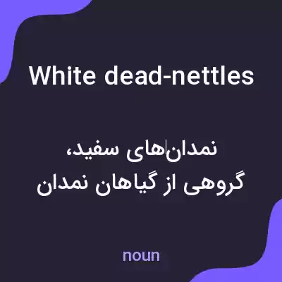 معنی white dead-nettles به فارسی معنی white dead-nettles به فارسی