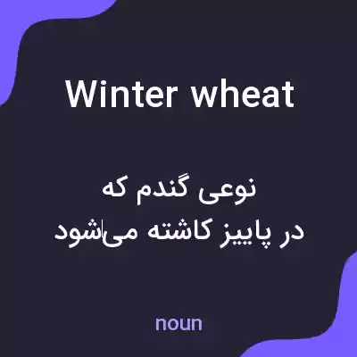 معنی winter wheat به فارسی معنی winter wheat به فارسی