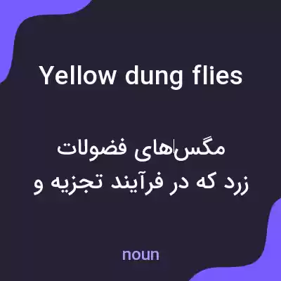 معنی yellow dung flies به فارسی معنی yellow dung flies به فارسی