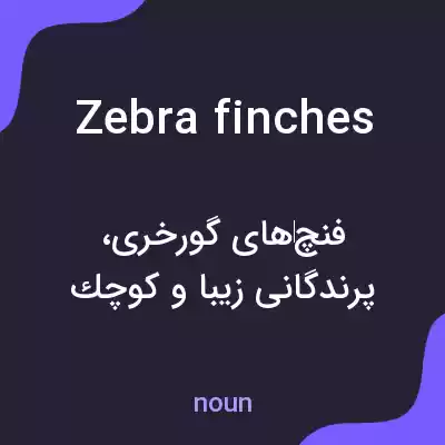 معنی zebra finches به فارسی معنی zebra finches به فارسی